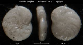 To NMNH Paleobiology Collection (Planulina lundgreni USNM CC 25674 syntype rt)