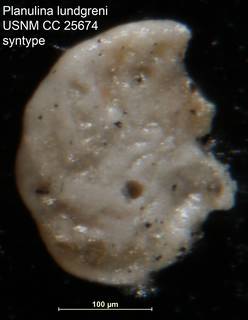 To NMNH Paleobiology Collection (Planulina lundgreni USNM CC 25674 syntype lt)