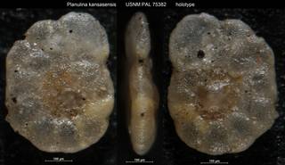 To NMNH Paleobiology Collection (Planulina kansasensis USNM PAL 75382 holotype)