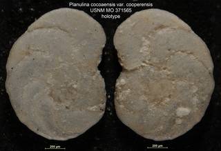 To NMNH Paleobiology Collection (Planulina cocoaensis var. cooperensis USNM MO 371565 holotype)