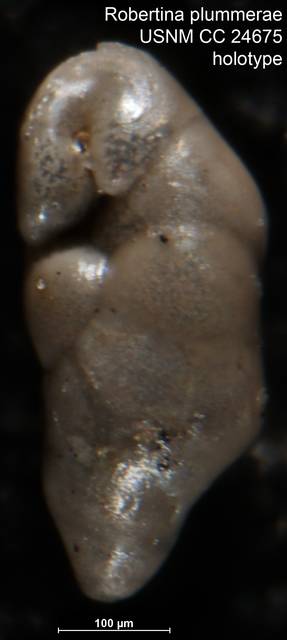 To NMNH Paleobiology Collection (Robertina plummerae USNM CC 24675 holotype)