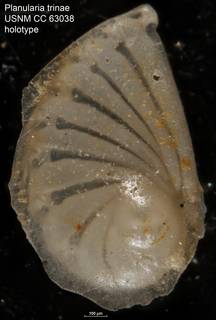 To NMNH Paleobiology Collection (Planularia trinae USNM CC 63038 holotype)