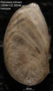 To NMNH Paleobiology Collection (Planularia tolmani USNM CC 38546 holotype)