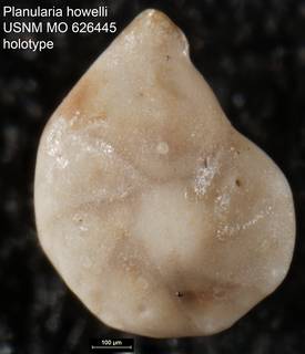 To NMNH Paleobiology Collection (Planularia howelli USNM MO 626445 holotype)