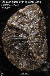 To NMNH Paleobiology Collection (Planularia dissona var. santanderensis USNM CC 37924 holotype)
