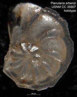 To NMNH Paleobiology Collection (Planularia arbenzi USNM CC 35907 holotype)