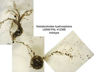 To NMNH Paleobiology Collection (Notodendrodes hyalinosphaira PAL 412368 holo)