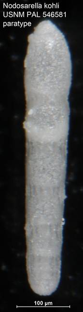 To NMNH Paleobiology Collection (Nodosarella kohli USNM PAL 546581 paratype)