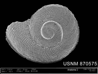 To NMNH Extant Collection (Anatoma euglypta (Pelseneer, 1903) shell apical view)