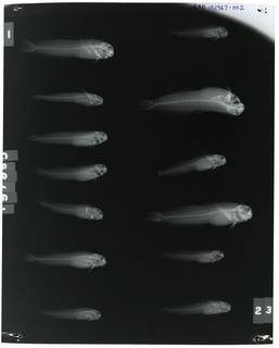 To NMNH Extant Collection (Entomacrodus stellifer lighti RAD102967-002)