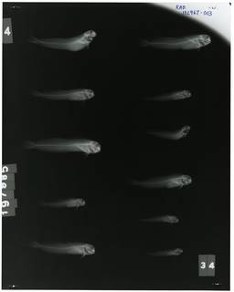 To NMNH Extant Collection (Entomacrodus stellifer lighti RAD102967-003)