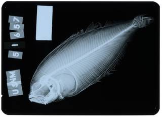 To NMNH Extant Collection (Anticitharus debilis RAD103757-001)