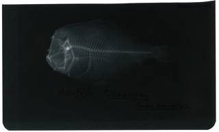 To NMNH Extant Collection (Citharichthys amblybregmatus RAD103773-001)