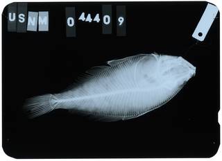 To NMNH Extant Collection (Citharichthys fragilis RAD103774-001)