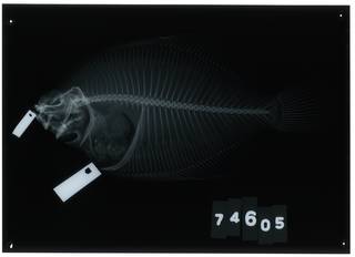 To NMNH Extant Collection (Pleuronichthys ocellatus RAD103801-001)