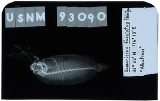To NMNH Extant Collection (Samariscus fasciatus RAD103811-001)