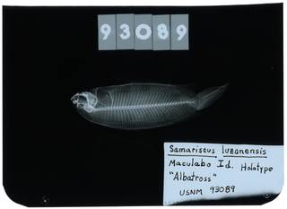 To NMNH Extant Collection (Samariscus luzonensis RAD103817-002)