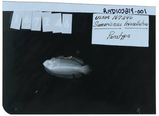 To NMNH Extant Collection (Samariscus triocellatus RAD103819-001)