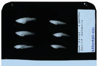 To NMNH Extant Collection (Poecilia amazonica RAD101987-001)
