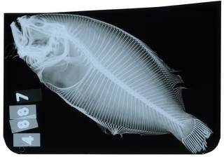 To NMNH Extant Collection (Paralichthys albigutta RAD107256-001)