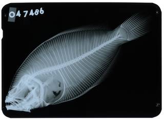 To NMNH Extant Collection (Paralichthys sinaloae RAD107262-001)