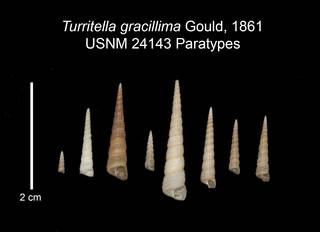 To NMNH Extant Collection (IZ MOL 24143 Paratypes Shell plate)
