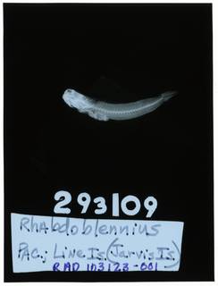 To NMNH Extant Collection (Rhabdoblennius RAD103123-001)