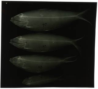 To NMNH Extant Collection (Opisthonema libertate RAD100855-001)