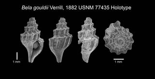 To NMNH Extant Collection (IZ MOL 77435 Holotype Shell plate)