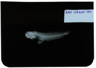 To NMNH Extant Collection (Salarias brevoorti RAD103600-001)