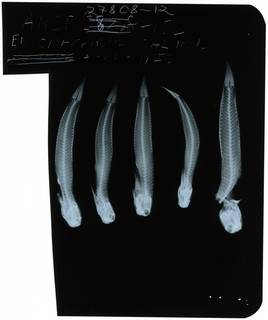 To NMNH Extant Collection (Entomacrodus calurus RAD106203-001)