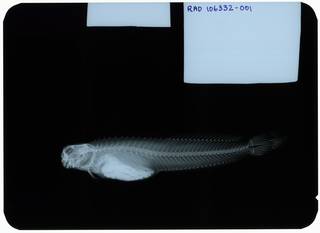 To NMNH Extant Collection (Paralticus amboinensis RAD106332-001)