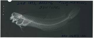 To NMNH Extant Collection (Salaris flaviumbrinus RAD106353-001)