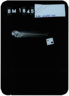 To NMNH Extant Collection (Istiblennius flaviumbrinus RAD106355-001)