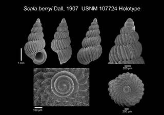 To NMNH Extant Collection (IZ MOL 107724 Holotype Shell plate)