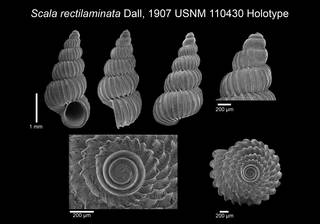 To NMNH Extant Collection (IZ MOL 110430 Holotype Shell Plate)