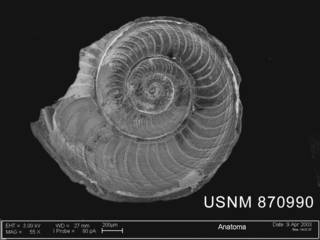 To NMNH Extant Collection (Anatoma amoena (Thiele, 1912) shell apical view)