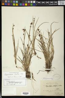 To Rhynchospora_durandiana_NMNH819677_type_1