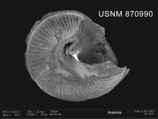 To NMNH Extant Collection (Anatoma amoena (Thiele, 1912) shell basal view)