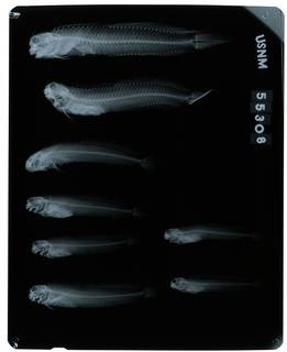 To NMNH Extant Collection (Istiblennius zebra RAD106500-001)