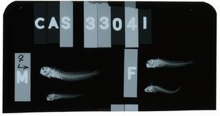 To NMNH Extant Collection (Mimoblennius cas RAD106516-001)