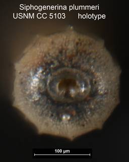 To NMNH Paleobiology Collection (Siphogenerina plummeri USNM CC 5103 holotype ap)