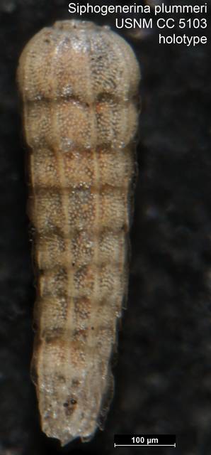 To NMNH Paleobiology Collection (Siphogenerina plummeri CC 5103 holo)