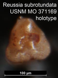 To NMNH Paleobiology Collection (Reussia subrotundata USNM MO 371169 holotype 2)