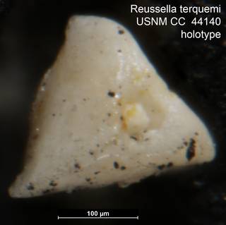 To NMNH Paleobiology Collection (Reussella terquemi USNM CC  44140 holotype 2)