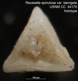 To NMNH Paleobiology Collection (Reussella spinulosa var. laevigata USNM CC  44170 holotype 2)