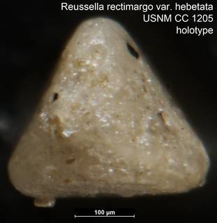 To NMNH Paleobiology Collection (Reussella rectimargo var. hebetata USNM CC 1205 holotype 2)