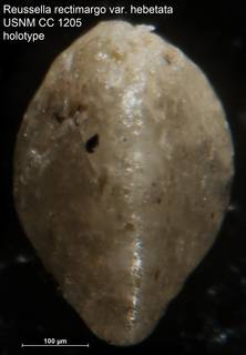 To NMNH Paleobiology Collection (Reussella rectimargo var. hebetata USNM CC 1205 holotype 1)