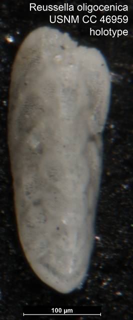 To NMNH Paleobiology Collection (Reussella oligocenica USNM CC 46959 holotype)