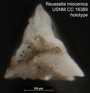To NMNH Paleobiology Collection (Reussella miocenica USNM CC 16389 holotype 2)